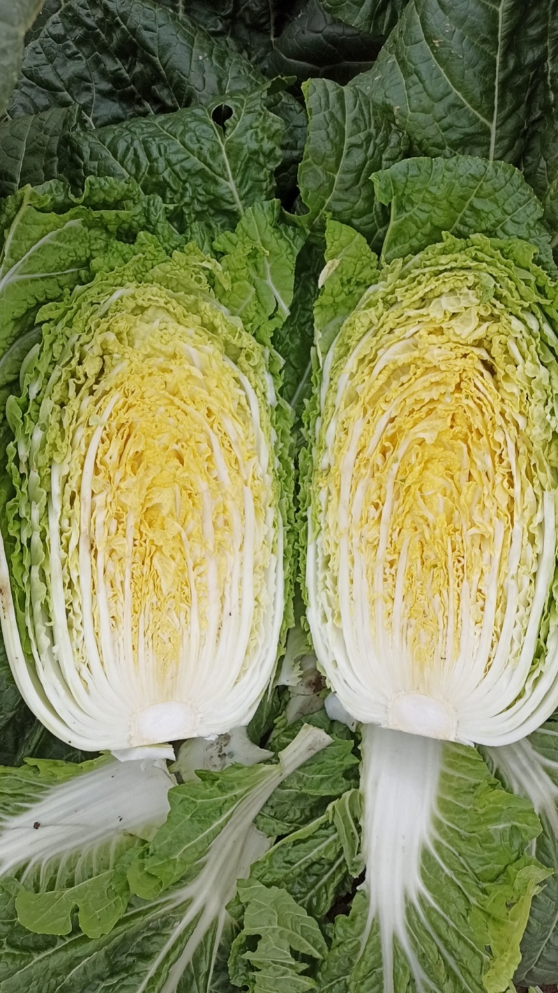 湖北嘉鱼黄心白菜4~6斤白菜大白菜视频看货