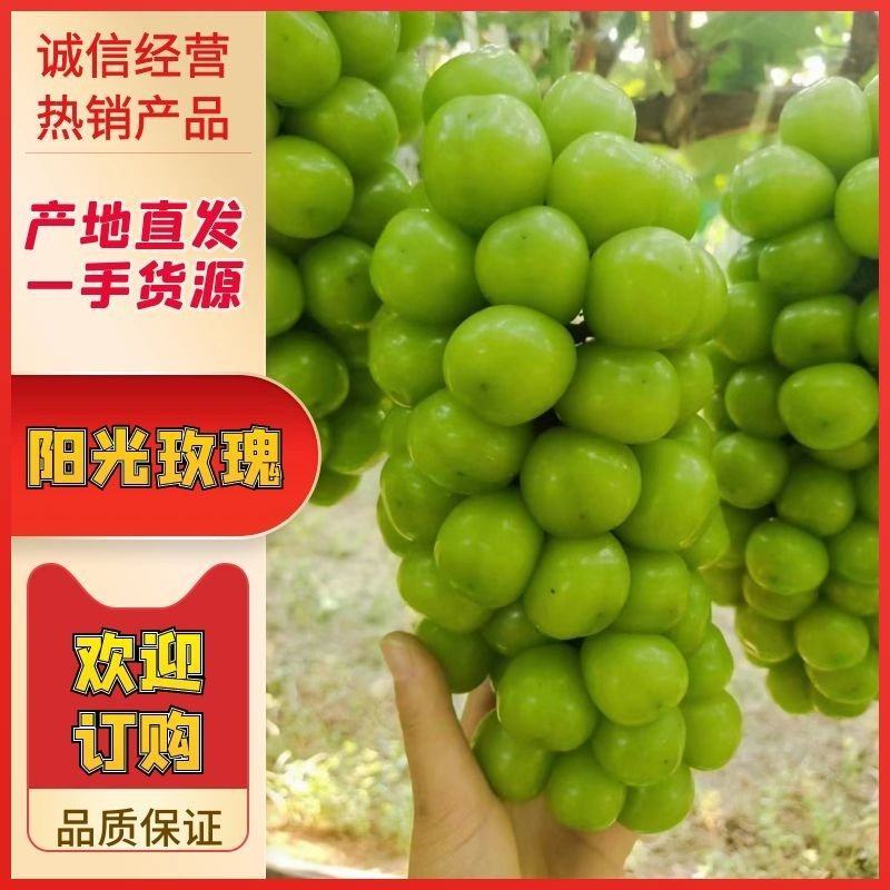 陕西阳光玫瑰葡萄，大量有货，货源稳定，品质有保证。
