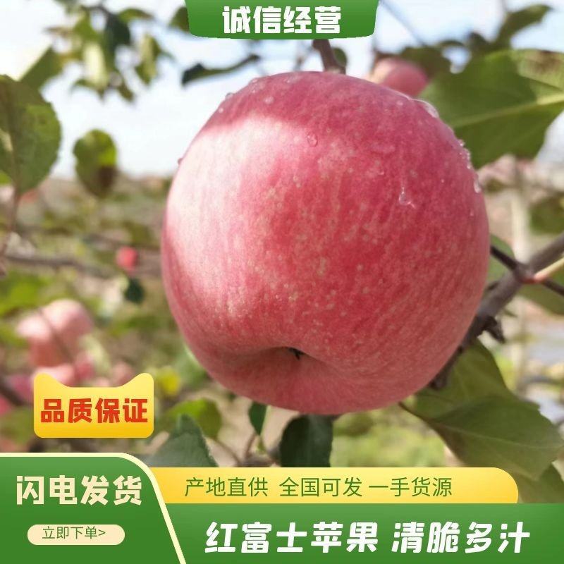 红富士苹果，苹果，供货稳定，市场价格透明，可视频看货