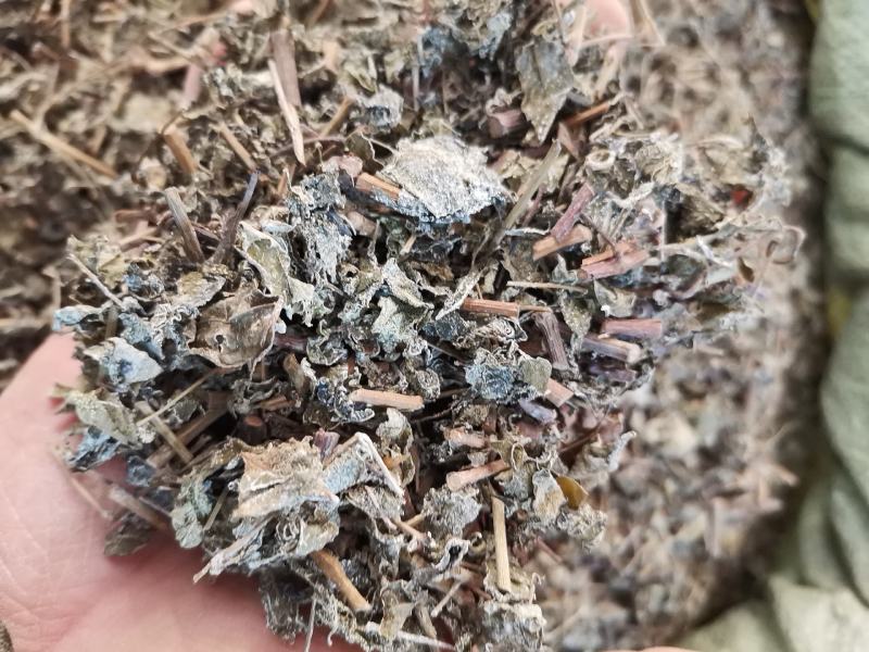 溪黄茶，新货全年大量供应，欢迎来电搔扰