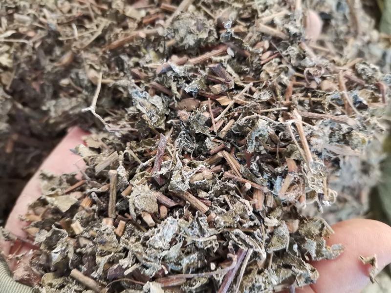 溪黄茶，新货全年大量供应，欢迎来电搔扰