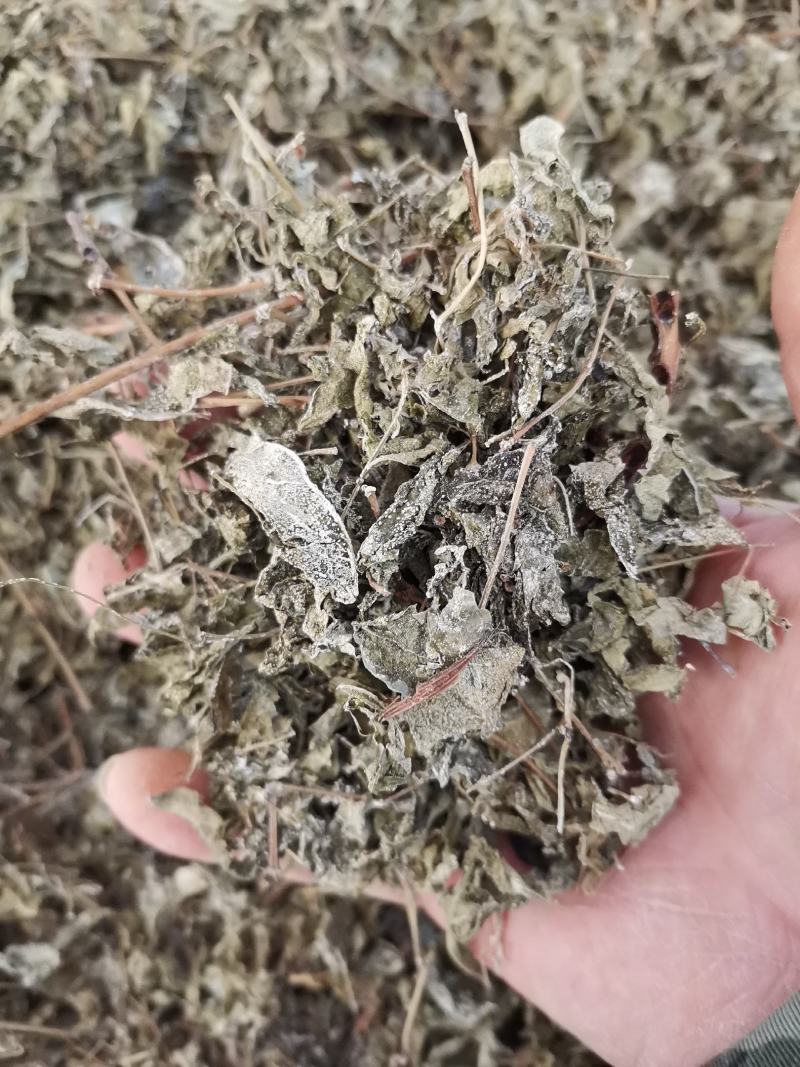 溪黄茶，新货全年大量供应，欢迎来电搔扰