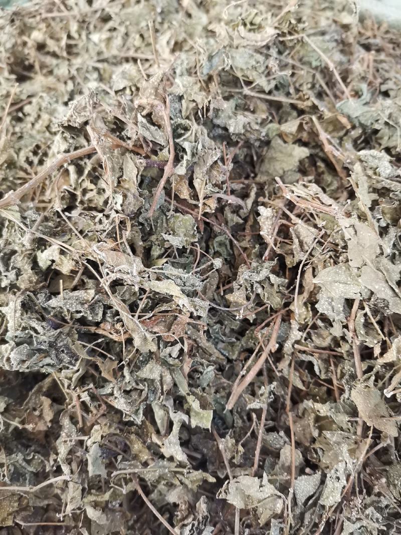 溪黄茶，新货全年大量供应，欢迎来电搔扰