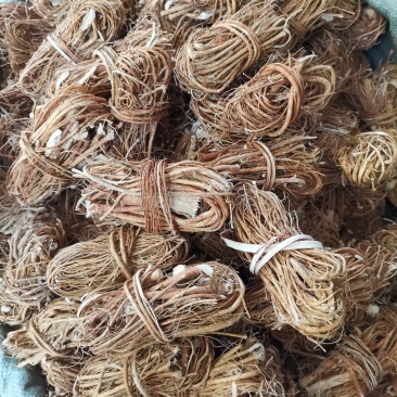 五指毛桃，香味浓，卖相好，有看上眼的老板给我来电
