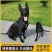黑狼-黑狼犬黑狼幼犬-黑狼犬幼犬，公母都有，疫苗齐全，