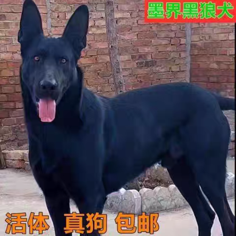 黑狼-黑狼犬黑狼幼犬-黑狼犬幼犬，公母都有，疫苗齐全，