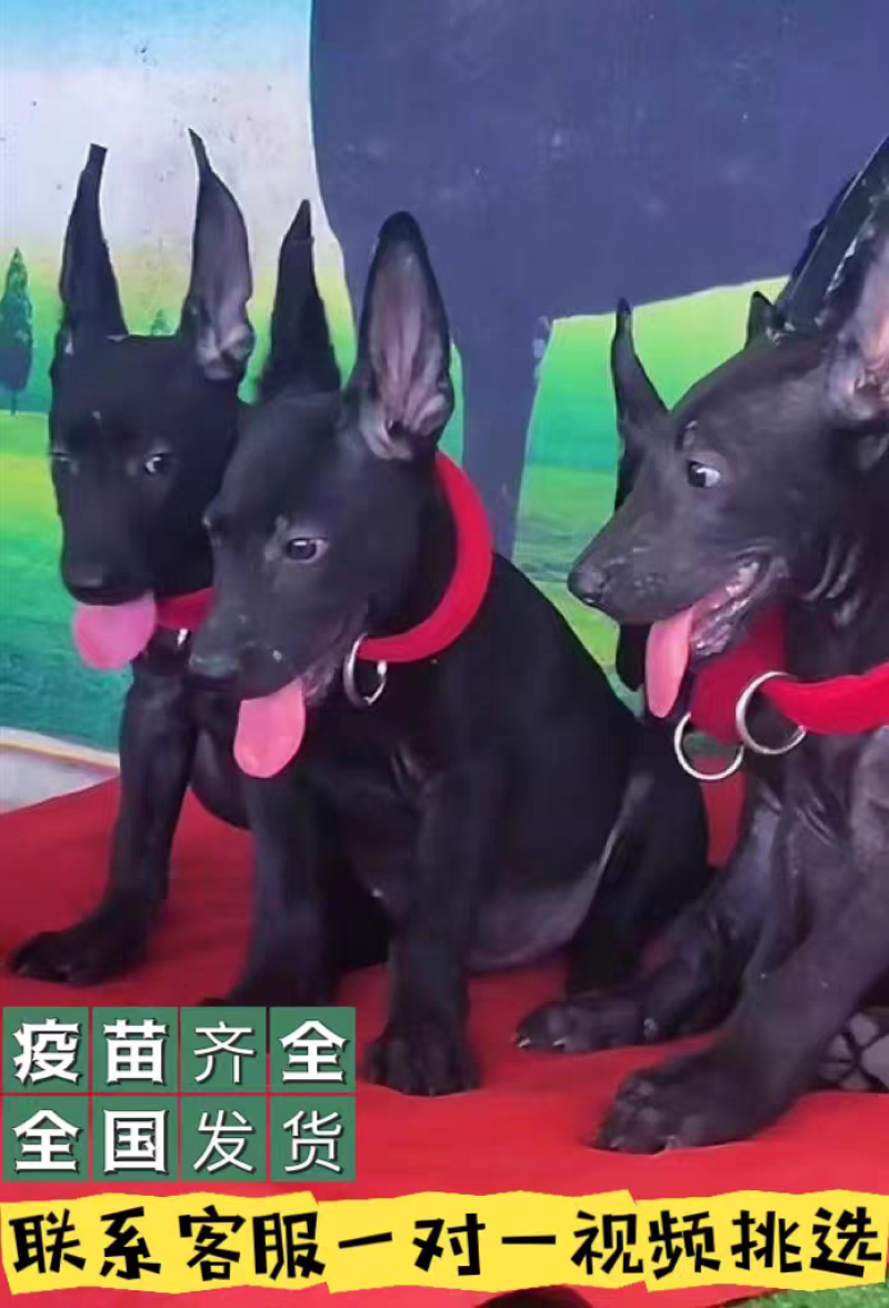 黑狼-黑狼犬黑狼幼犬-黑狼犬幼犬，公母都有，疫苗齐全，