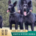 黑狼-黑狼犬黑狼幼犬-黑狼犬幼犬，公母都有，疫苗齐全，