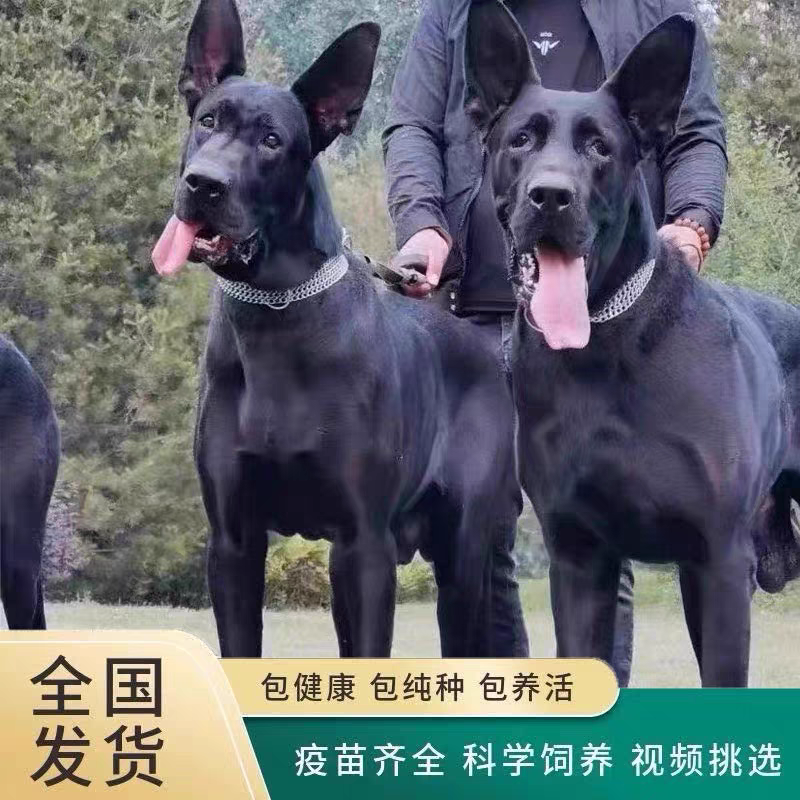 黑狼-黑狼犬黑狼幼犬-黑狼犬幼犬，公母都有，疫苗齐全，