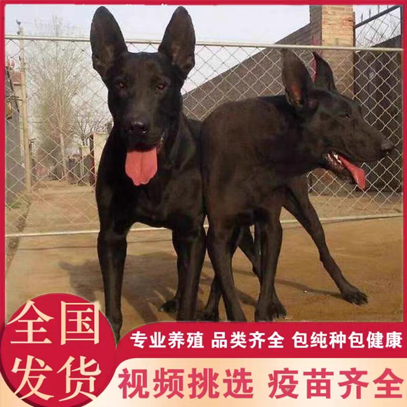 黑狼-黑狼犬黑狼幼犬-黑狼犬幼犬，公母都有，疫苗齐全，