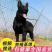 黑狼-黑狼犬黑狼幼犬-黑狼犬幼犬，公母都有，疫苗齐全，