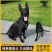 黑狼-黑狼犬黑狼幼犬-黑狼犬幼犬，公母都有，疫苗齐全，