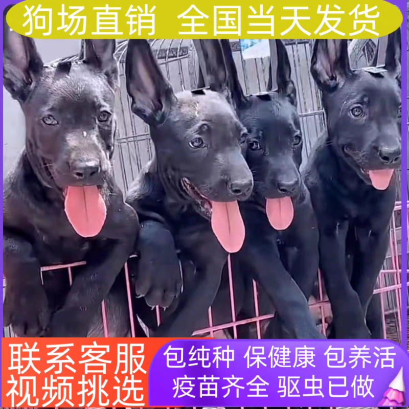 黑狼-黑狼犬黑狼幼犬-黑狼犬幼犬，公母都有，疫苗齐全，