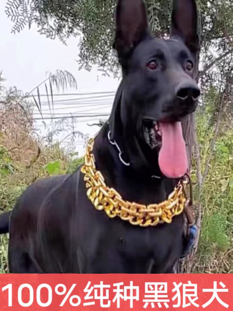 黑狼-黑狼犬黑狼幼犬-黑狼犬幼犬，公母都有，疫苗齐全，