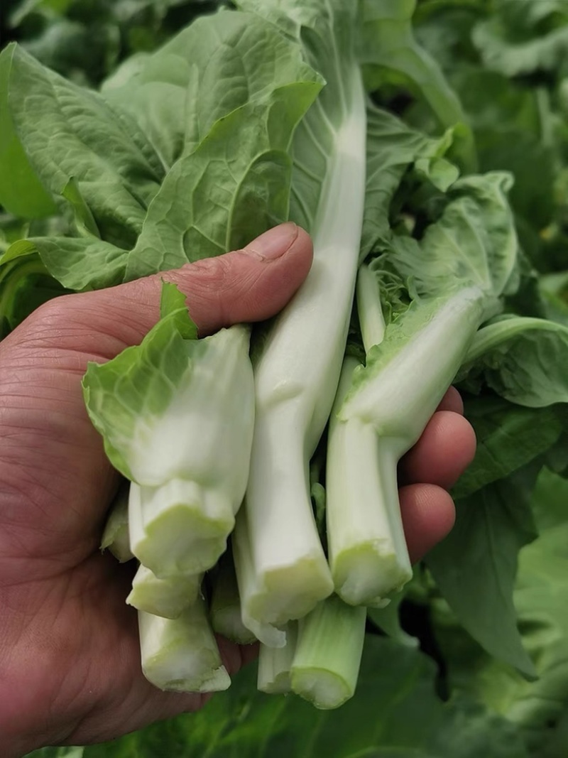 精品菜苔/白菜苔产地一手货源，量大从优