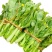 精品菜苔/白菜苔产地一手货源，量大从优