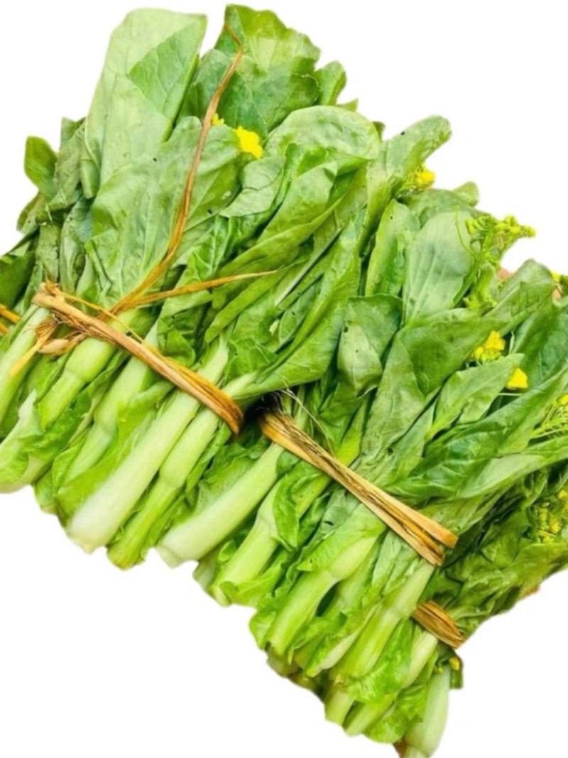 精品菜苔/白菜苔产地一手货源，量大从优