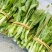 精品菜苔/白菜苔产地一手货源，量大从优