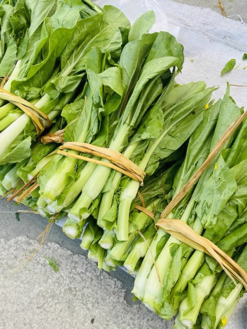 精品菜苔/白菜苔产地一手货源，量大从优