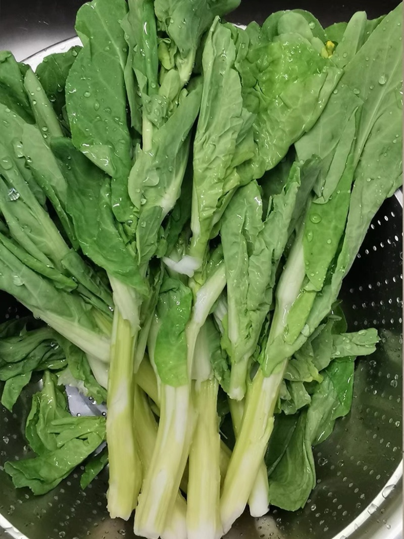 精品菜苔/白菜苔产地一手货源，量大从优