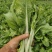精品菜苔/白菜苔产地一手货源，量大从优