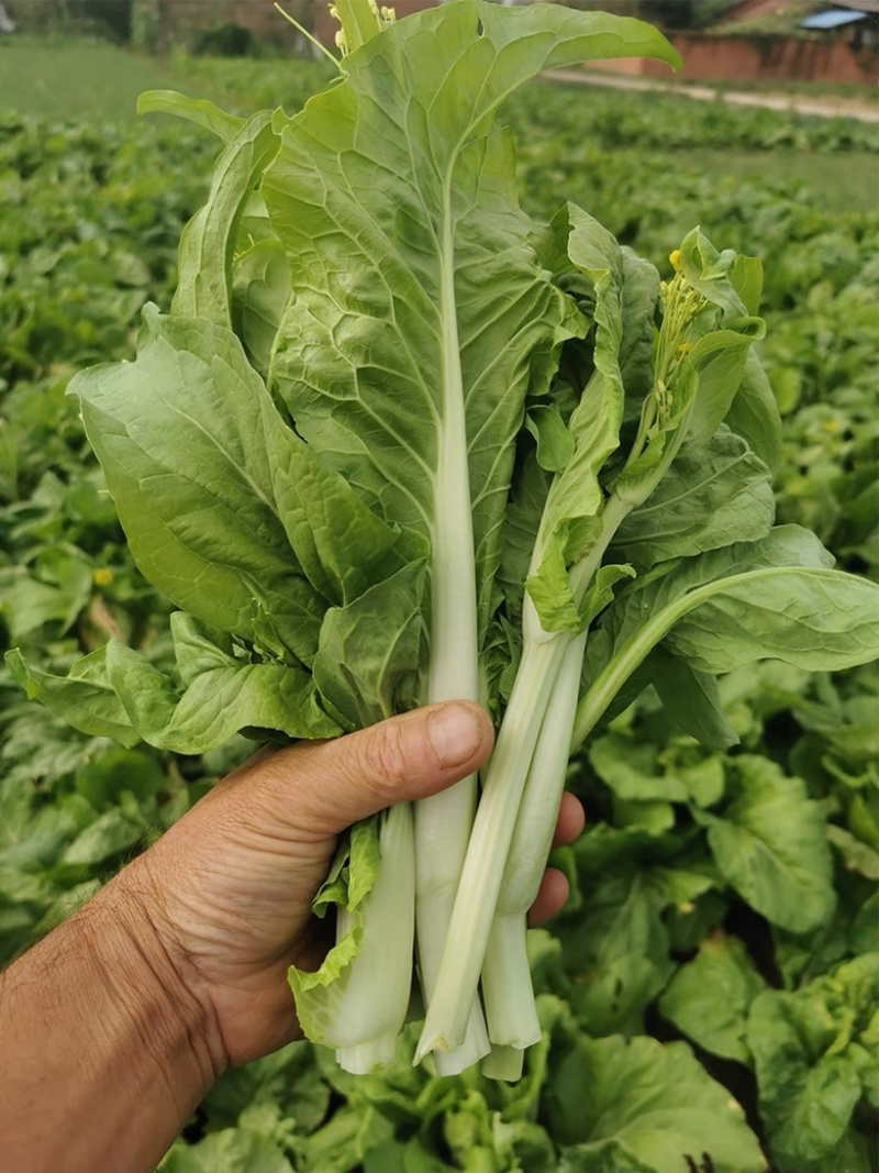 精品菜苔/白菜苔产地一手货源，量大从优