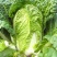 回头客多精品白菜大白菜黄心白菜以质论价欢迎来电