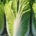 回头客多精品白菜大白菜黄心白菜以质论价欢迎来电
