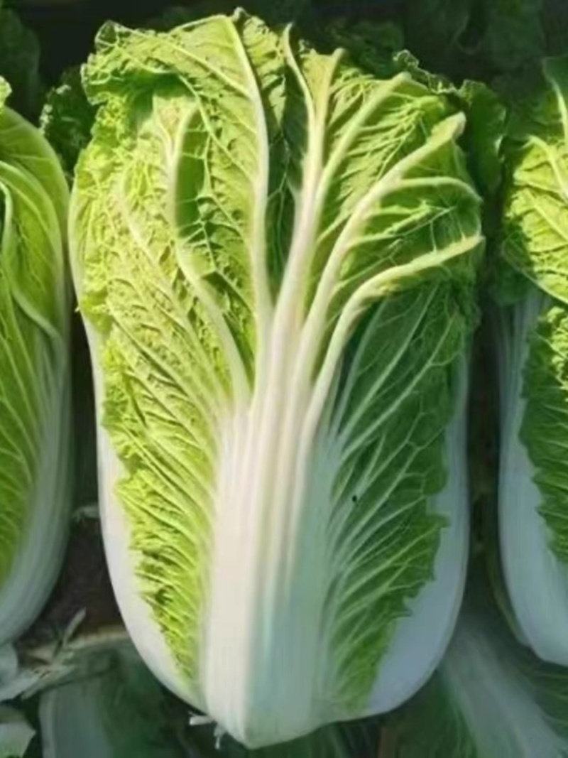 回头客多精品白菜大白菜黄心白菜以质论价欢迎来电