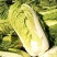 回头客多精品白菜大白菜黄心白菜以质论价欢迎来电