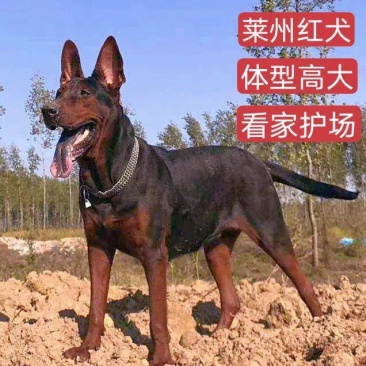 莱州红犬-莱州红幼犬-莱州红，公母都有，疫苗齐全，视频挑