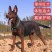 莱州红犬-莱州红幼犬-莱州红，公母都有，疫苗齐全，视频挑