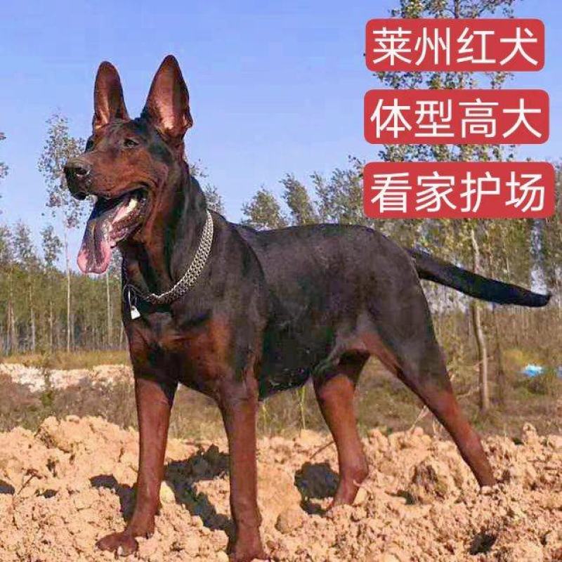 莱州红犬-莱州红幼犬-莱州红，公母都有，疫苗齐全，视频挑