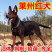 莱州红犬-莱州红幼犬-莱州红，公母都有，疫苗齐全，视频挑