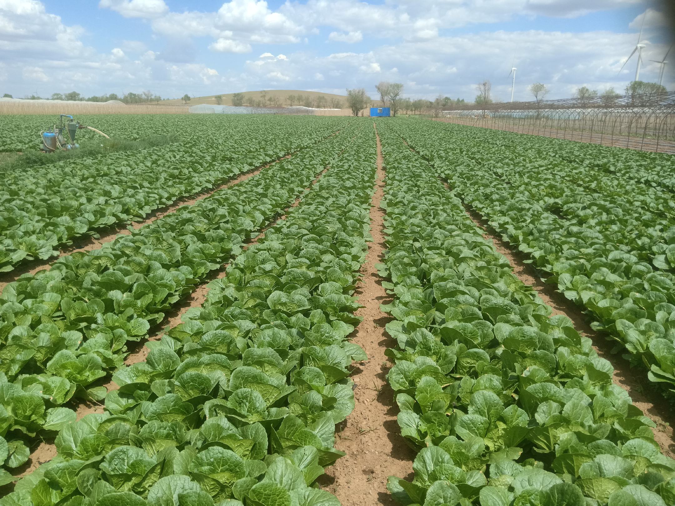 娃娃菜田间生长实景