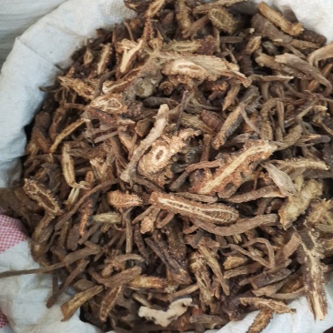 羌活，中药材全年大量供应，有需要的老板请打电话联系我