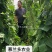 抗黄枯萎病架豆王种子宇航长龙一号无筋豆种子四季加长豆角