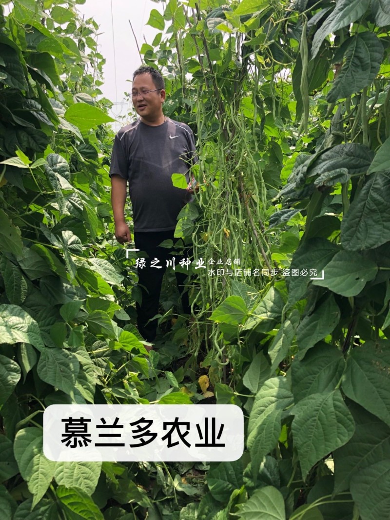 抗黄枯萎病架豆王种子宇航长龙一号无筋豆种子四季加长豆角