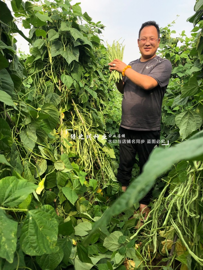 抗黄枯萎病架豆王种子宇航长龙一号无筋豆种子四季加长豆角