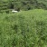 薄荷叶