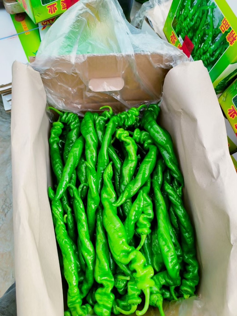 中陇网棚种植，常年供应各种蔬菜，质量保证，需要请联系