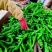 中陇网棚种植，常年供应各种蔬菜，质量保证，需要请联系
