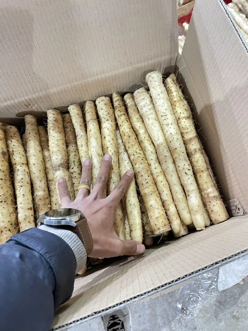 【小白嘴山药】河北山药产地直销，品质有保证，软糯香甜。