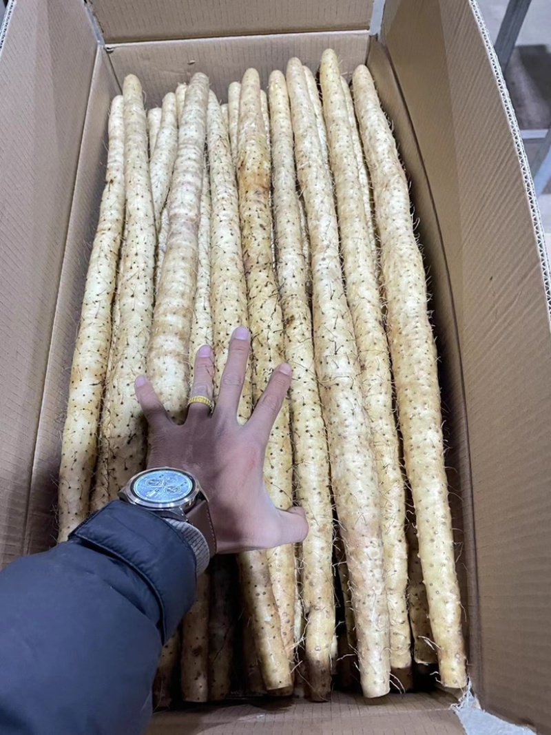 【小白嘴山药】河北山药产地直销，品质有保证，软糯香甜。