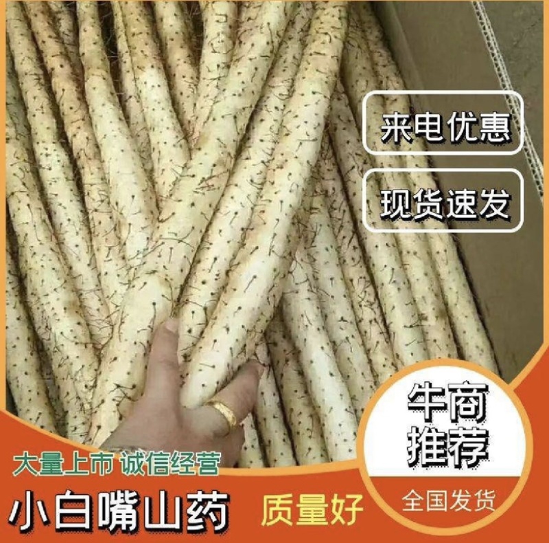 【小白嘴山药】河北山药产地直销，品质有保证，软糯香甜。