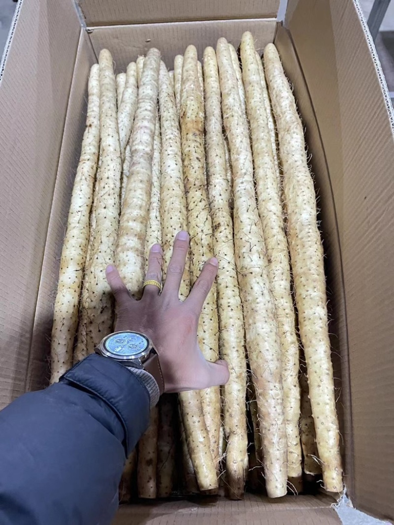 【小白嘴山药】河北山药产地直销，品质有保证，软糯香甜。