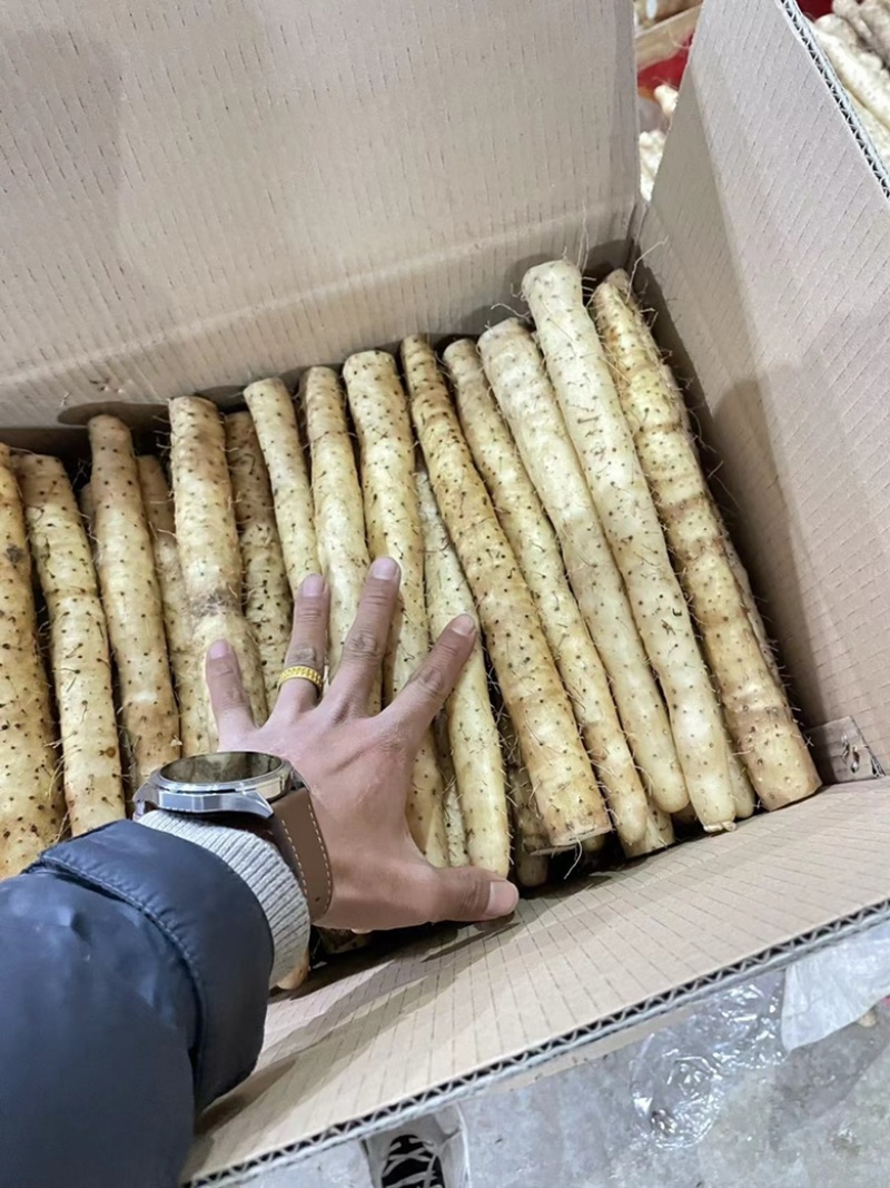 【小白嘴山药】河北山药产地直销，品质有保证，软糯香甜。