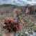 云南楚雄香椿芽新鲜香椿四季红香椿芽基地直发大量供货代发全国