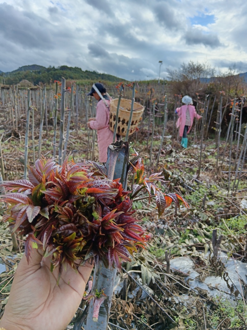 云南楚雄香椿芽新鲜香椿四季红香椿芽基地直发大量供货代发全国