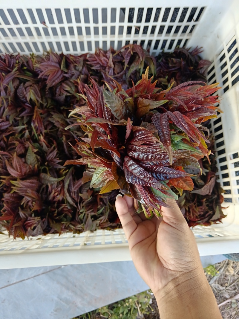 云南楚雄香椿芽新鲜香椿四季红香椿芽基地直发大量供货代发全国